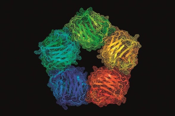 C-Reactive Protein