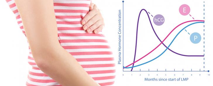 Hcg Pregnancy Rapid Test Midstream