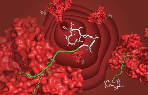 Kidney Albumin