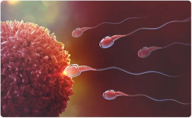 Male Fertility Issues