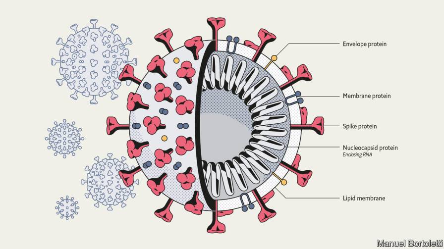 SARS-COV-2 ANTIGEN