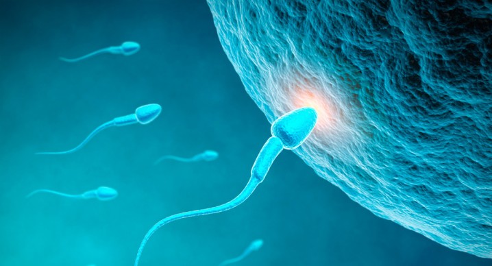 MALE FERTILITY